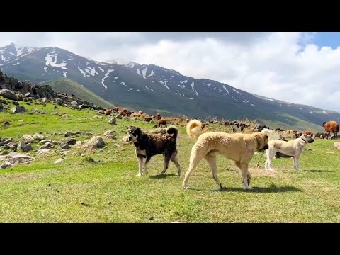 YOĞUN YAĞMURA YAKALANDIK--BEŞO CESARET ÖLÇÜYOR▫4K▫