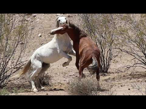 Mustangs The Heartbeat of American Freedom