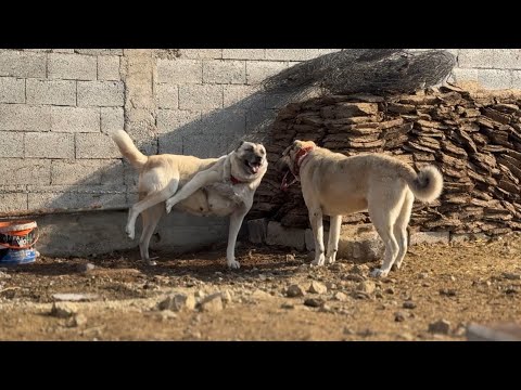 YENİ YAVRULAR İÇİN BİR UMUT