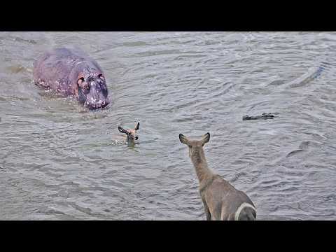 Hippo Comes to Rescue Baby Antelope from Crocodile