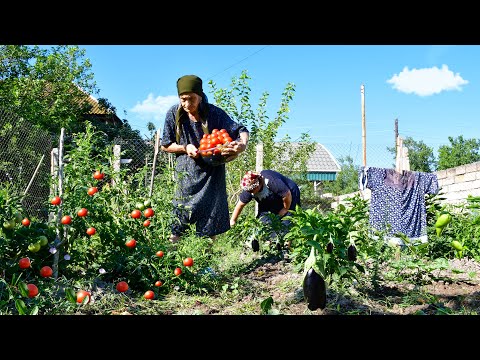 Harvesting Fresh Vegetables and Making Stuffed Eggplant