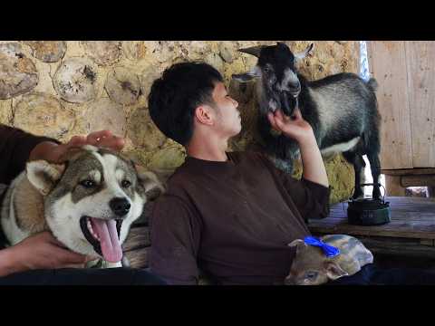 Happy Life in the Deep Forest with Pets Building a