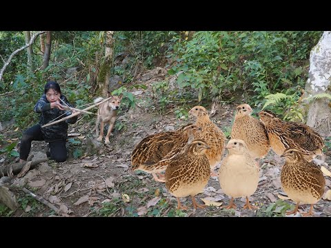 Discovering wild quail in the forest Hunting with a