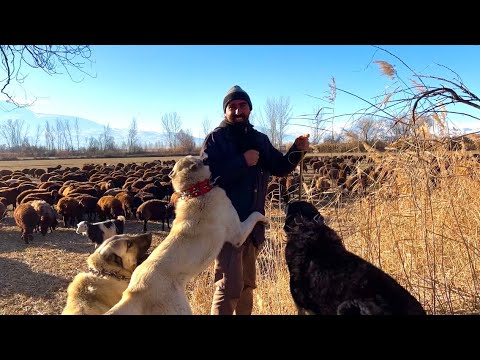KÖPEKLERİMİN İNSAN SEVGİSİ -GÜNEŞLİ BİR KIŞ GÜNÜ