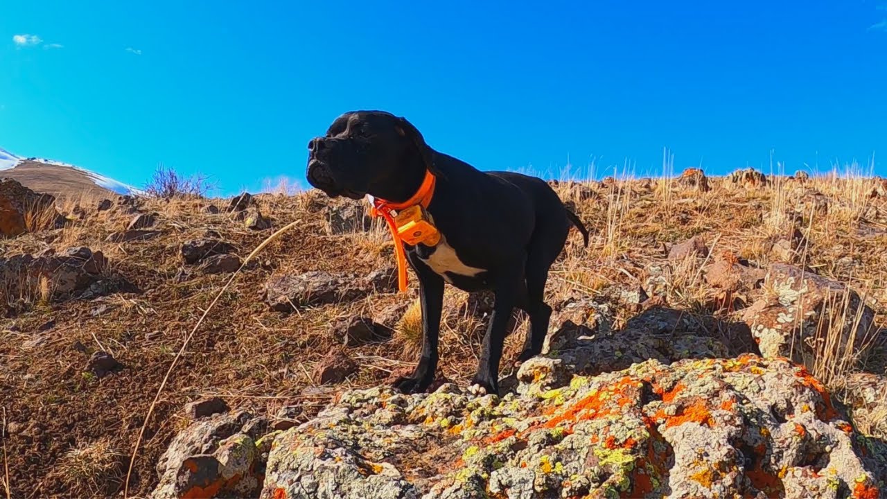 Keklik Avıİngiliz Pointer Av Köpeği Keklik FermasıEnglish