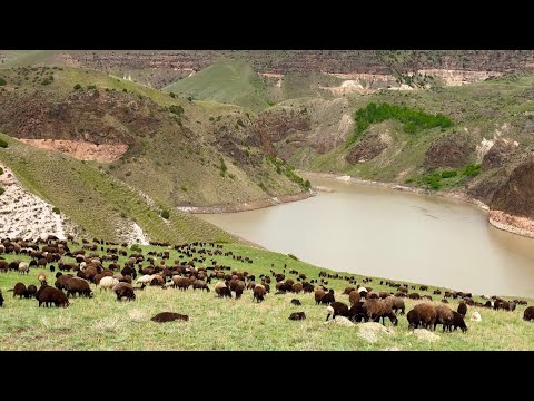 KOYUNLARI TUZLADIKTAN SONRA NEHRE İNİYORUZ - POZGEWR AYI