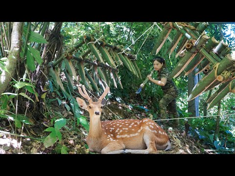 found traces of deer, immediately set traps to catch, shoot