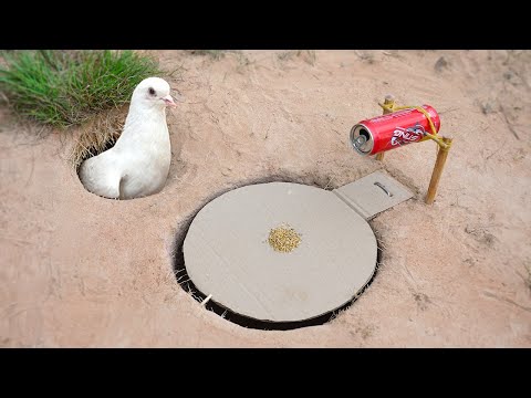 Easy Underground Pigeon Trap Using Paper And Can_ How To
