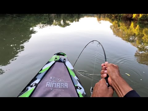 Extremamente Gigante jamais imaginei Pegar esse peixe