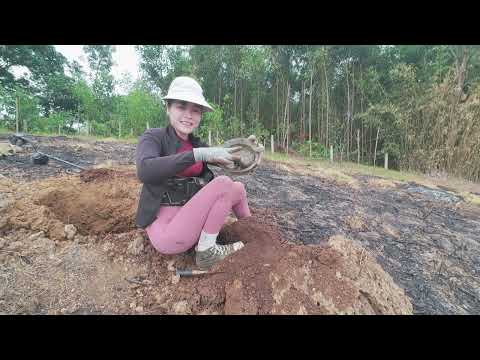 A million-dollar treasure lost inside a termite nest will