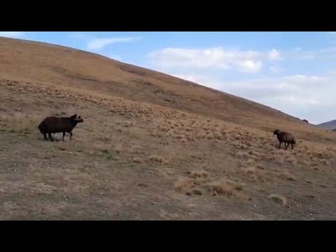 BEKLENEN SONUÇ OLMADI-KOÇ DÖVÜŞÜ
