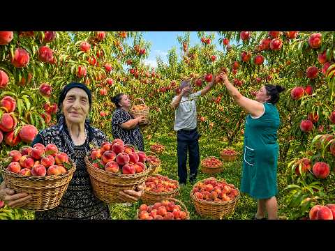 Harvesting Fresh PEACHES | Making Homemade Peach Juice and