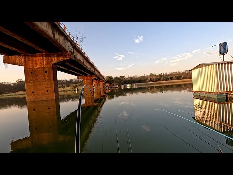 Pescaria de curimba e Porcão gigante debaixo da Ponte do
