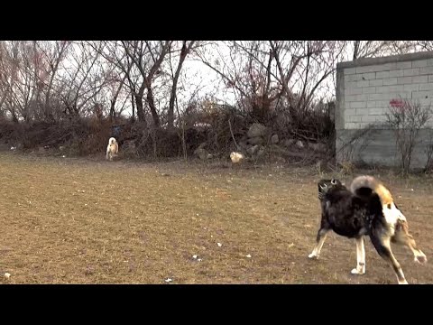 KÖPEKLER ANİDEN KAÇTI -SÜRTÜŞME VAR