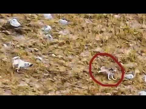 KURT AZ KALSIN YAKALANIYORDU -KÖPEKLERLE KURTLAR ARASINDA