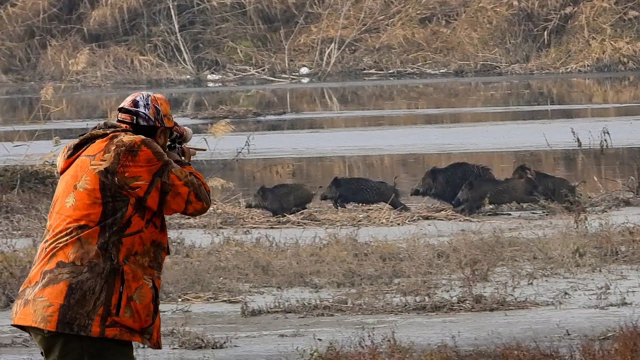 AMAZING WILD BOAR HUNT ADVENTURES, PERFECT HOG SHOTS
