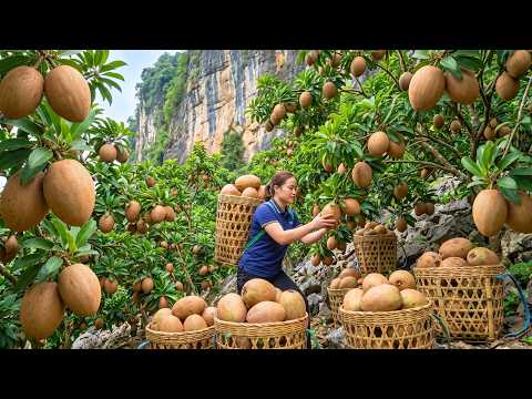 Harvesting Giant Sapodilas Thousands Of Soursops Ready For