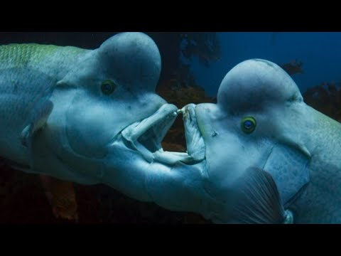 The Sex-Shifting Fish Blue Planet II BBC Earth