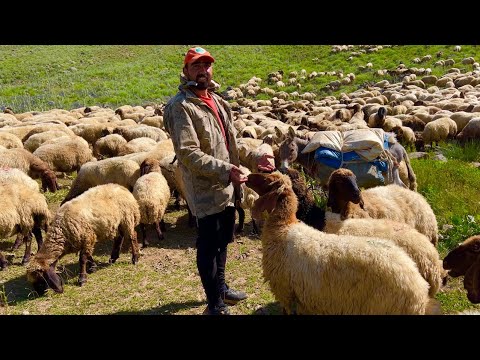 KUZU MU,PEYNİR Mİ?—YILIN 12 AYI GÖÇER KOYUNCULUK, SİİRT’TEN