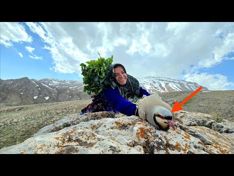 Kulthum's Different Journey: Finding the Mountain Partridge
