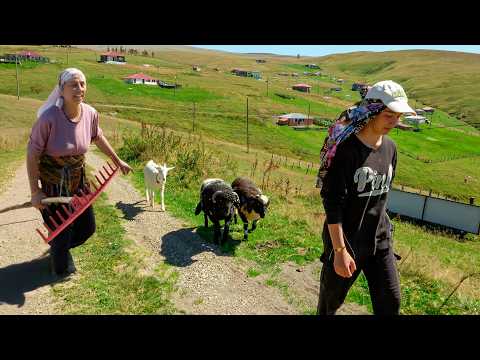 Dağlarda Son Günler: Çocukların Yayla Macerası