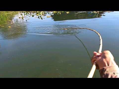 Pescaria de tucunare e traíra gigante atacando a isca viva