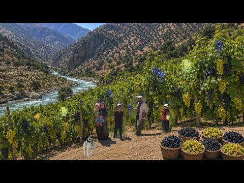 Nomadic Family Adventure Harvesting Wild Figs & Grapes in