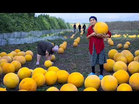 Harvesting Fresh Yellow Melon | Making Melon Jam and