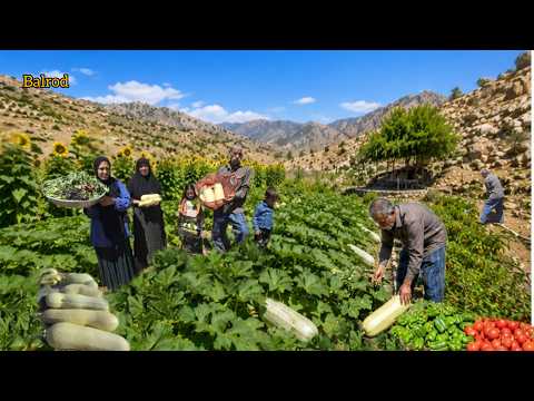 Harvesting organic vegetables from a nomadic garden; a