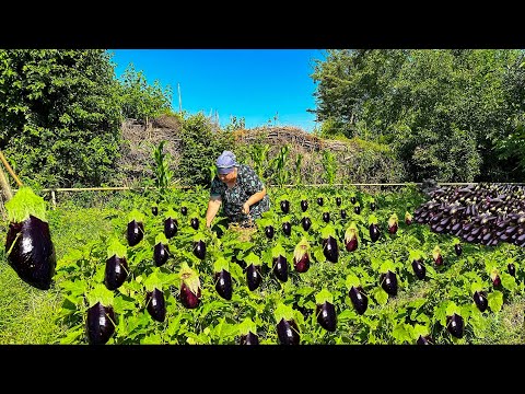 Mix Of Eggplant Harvest, Fruit Harvest and Beef Heart Recipe