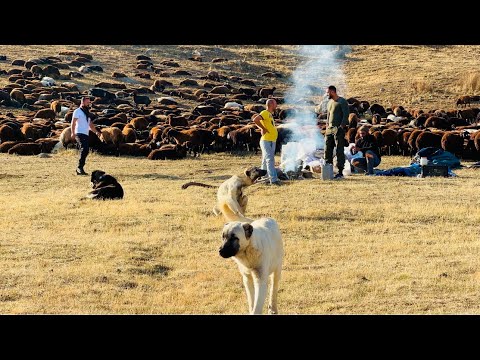 GELEN MİSAFİLERİMİZLE GECE ATEŞ BAŞINDA UZUN SHOBETLER -