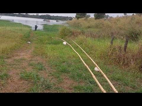 Usei curvinas de isca nessa Pescaria RaizDeu até medo Rio