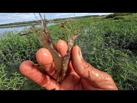 Pescaria de corvinas e tucunaré no Rio marinheiro aqui você