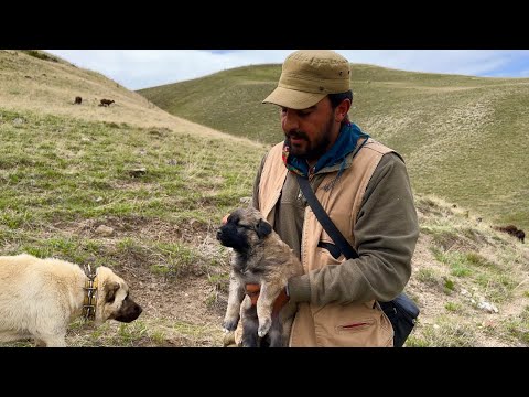 KÜÇÜK ÇOBAN KÖPEĞİ—KIŞLAYA VARINCA ERZAKLARI EŞEKLERLE
