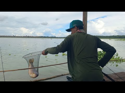 Pescaria de piauçu gigante na minhoca dessa forma é