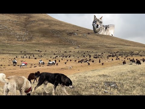 DURMAK BİLMEYEN YAĞMURLAR HER YERİMİZ ISLANDI - KURT