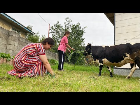 A Simple Day in Village Life Feeding Cows & Baking Cake