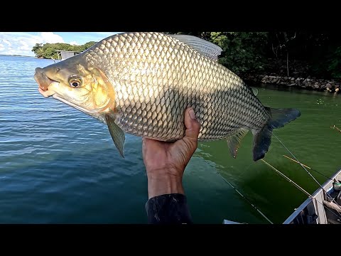 Não tem peixe pequeno nesse lugar é surreal só monstros Rio