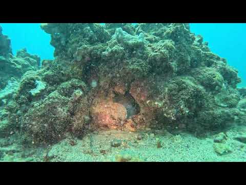 Moray in the coral at Koloa Landing - Kauai - August 2026