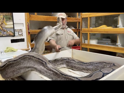 Grumpiest Snake EVER (Snake Bite)