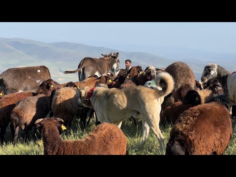 KOYUNLAR GECE BOYU DURMUYOR - HASTALIKTAN ÖLEN KOYUN