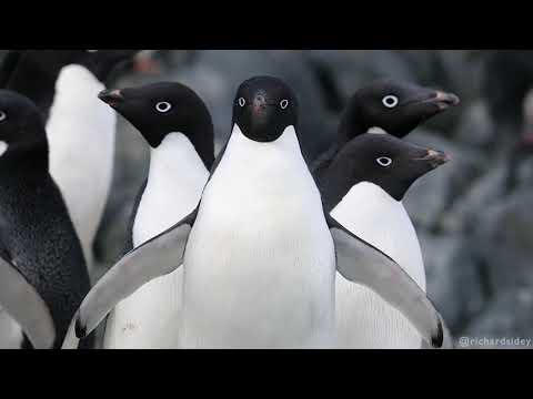 Adélie Penguins