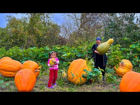 We Collected Pumpkin, Golden Loquat | Grandma Makes