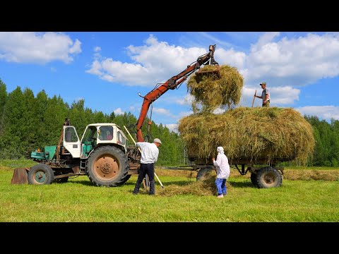 Summer In Rural Russian North. Hay making in village far
