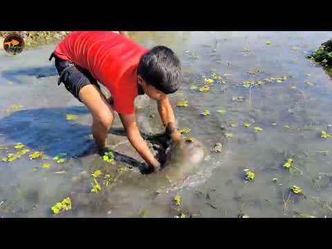 Best Hand FishingAmazing Village Smart Boys Catching Fish