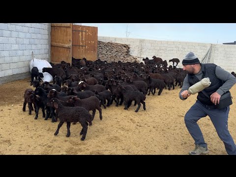 İÇERİ GİRMEYEN KUZULAR - KÖPEKLER AYNADA KENDİLERİ GÖRÜNCE