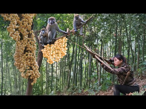 wild monkeys found eating fruit, wild monkey hunting