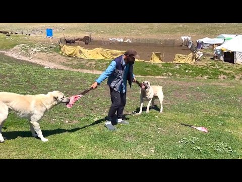 KÖPEKLERİN ET ZİYAFETİ - DİŞİ VE ERKEK KUZULARI AYIRDIK