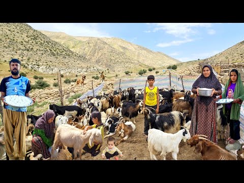 From Fresh Goat Milk to Butter Traditional Nomad Life in