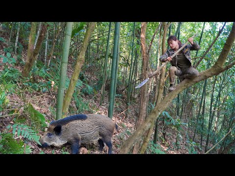 detect, track, wild boar, skills, set wild boar traps,